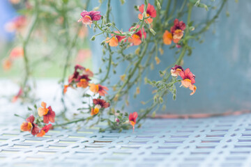 Summer flowers in turquoise pot patio garden