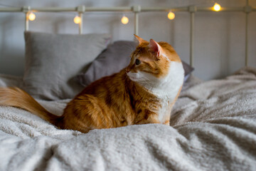 Ginger large and fat cat sits on a soft white blanket on the bed. There are bokeh lights in the background. Cozy room. Autumn or winter view in the interior of the house. Fluffy red cat on the couch.