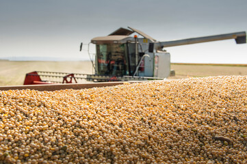 Combine transferring soybeans after harvest