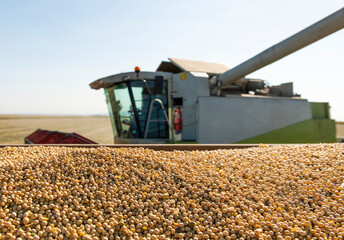 Combine transferring soybeans after harvest