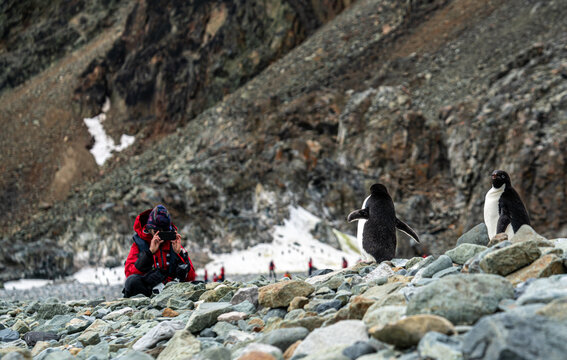 Antarctica, after crossing the Antarctic circle line, on the Pourquoi Pas Island, a person is taking a photo from the penguins. In the background the enormous glacier.
