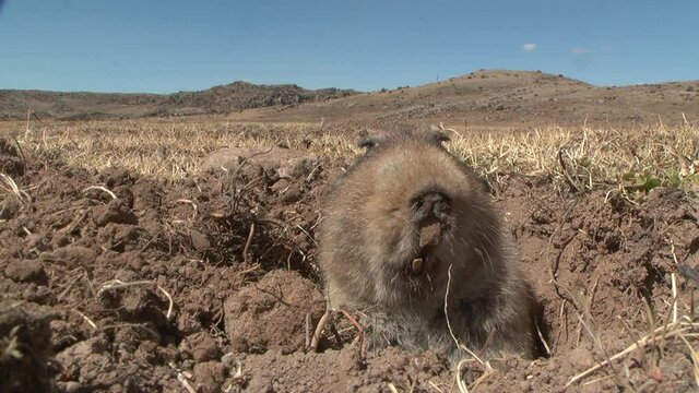 Big headed African mole rat watching and hiding in tunnel, Ethiopia