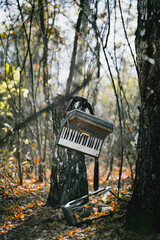 An old broken accordion left in the autumn forest. Abandoned musical instruments, music art problems, forgotten things, rarity or fall season concept.