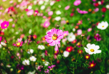 Bee in a Flower Garden