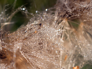 drops of morning dew