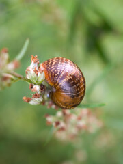 snail on a plant stem