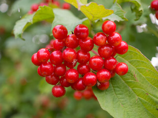 viburnum berries closeup