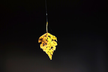 A lonely yellow withered leaf hanging on a thin spider web close up over dark background on a cloudy autumn day conceptual photography