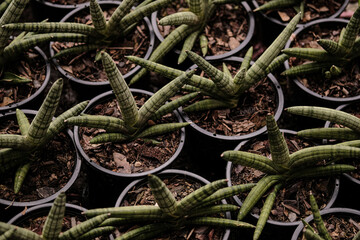 Sansevieria stuckyi in garden, Sansevieria Cylindrica (or Snake plant) arrangement in pot for selling in market.