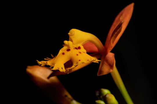Brazilian orchid of the genus Epidendrum