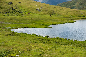 Panoramic view of a lake among alpine pastures.