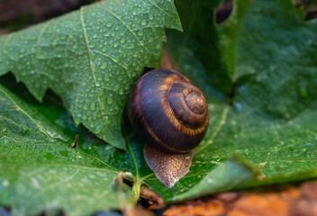 Large snails crawling along the bark of a tree. Burgudian, grape or Roman edible snail from the Helicidae family.