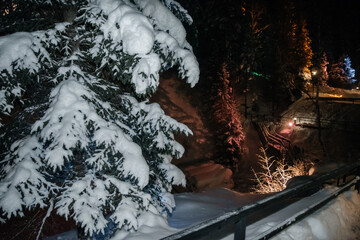 winter night landscape of fir and pine trees.