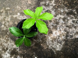 plant in a pot