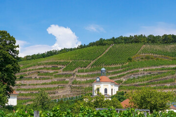 The Wackerbarth vineyard and the Belverdere in Radebeul near Dresden
