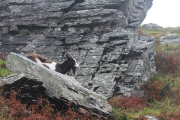 Goat Among The Rocks