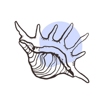 Lambis tiger shell, natural, milipeda.Seashell from the bottom of the ocean,linear sketch for the design of the menu of a sea restaurant, spa and massage center, relaxation and relaxation areas,tattoo