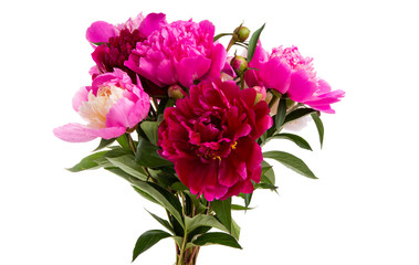 peony flower isolated