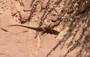 Side-Blotched Lizard Blending In With Red Dirt and Stones (Utah)
