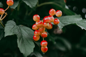 Ripening of red viburnum berries in the garden