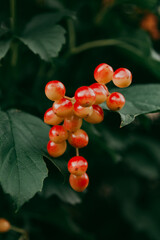 Ripening of red viburnum berries in the garden