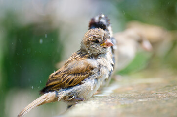 Sparrows bird bathing in a pool