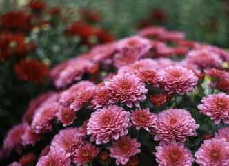 autumn flowers. astras.