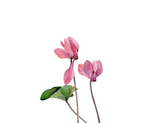 Two watercolor cyclamen on a white background