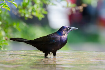 A bird having a bath in a park pool in the summertime