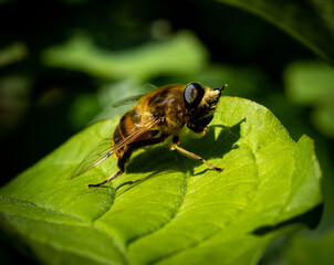Face washing yellow tailed hoverfly in the garden
