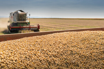 Fototapeta premium Harvesting of soybean field with combine.