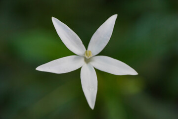 Star Shape Flower 