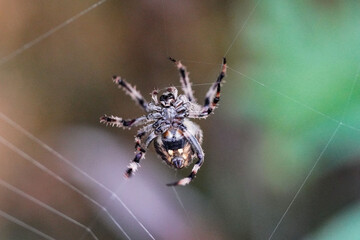 Spider