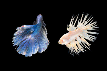 Betta fish Sparkling, two siamese fighting fish, betta splendens (Halfmoon betta