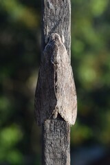 Camouflage animals in dry wood.