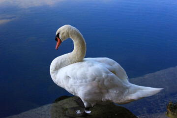 Cygne prêt à sauter dans l'eau
