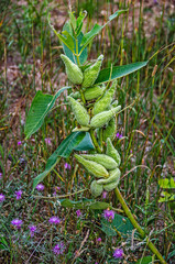 Milkweed and Ironweed in Michigan