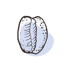 Beautiful shell shape, trendy sketch style seashell. Vector illustration for logo, menu design, printing on clothes, corporate identity of the hotel, spa salon. Sketch hand drawn. Triviidae snails