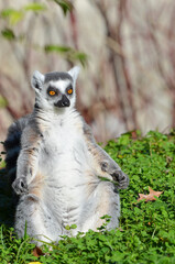 ring-tailed lemur sunbathing in the forest © Orhan Çam