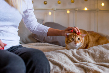 Ginger large and fat cat sits on the bed, being petted by a woman. There are bokeh lights in the background. Cozy room. Autumn or winter view in the interior of the house. Fluffy red cat on the couch.
