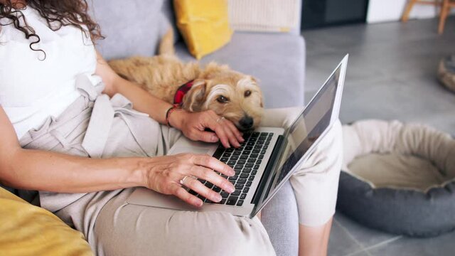 Unrecognizable woman with pet dog sitting indoors at home, using laptop.