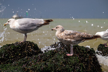 Seagulls standing on a rock on a windy day at a beach in Belgium. 