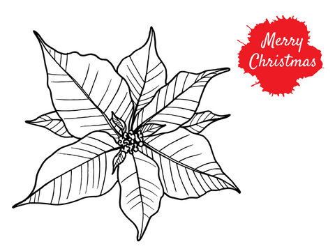 Merry Christmas greeting card. Poinsettia in doodle line style, modern illustration isolated on white background.