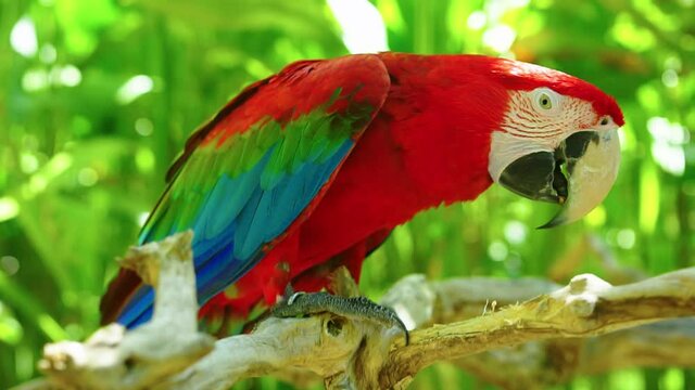 Colorful portrait of Amazon red macaw parrot against jungle. Motion closeup of wild ara parrot head on green background. Wildlife and rainforest exotic tropical birds as popular pet breeds