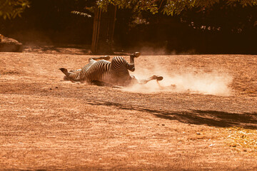 Zebra wälzt sich im Dreck
