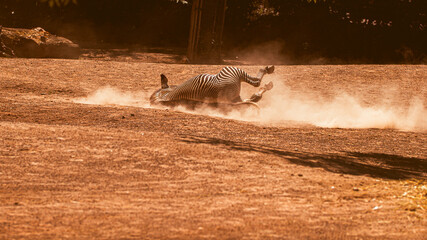 Zebra wälzt sich im Dreck