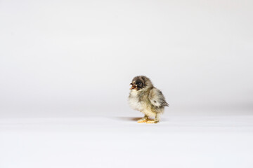 Adorable Fluffy Baby Chicken Easter