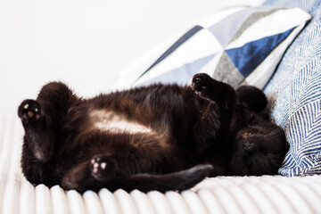 black cat sleeping on its back on gray sofa with decorative pillows, selective soft focus.