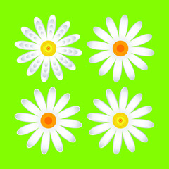 The geometric chamomile flowers. Set single flower 
of white daisies made of simple geometric shapes on a green background, icon, vector