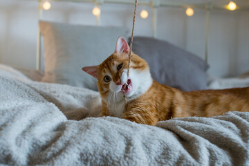 A big, fluffy and fat ginger cat is sitting on a white soft blanket on the bed. The cat bites the string. The cat is playing. There are bokeh lights in the background. Cozy room. 